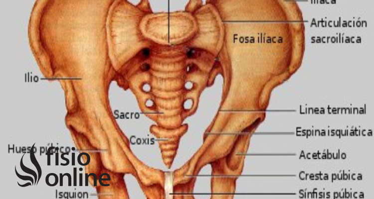 Ligamentos Sacrociáticos