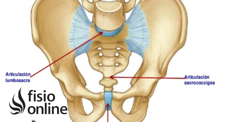 articulación sacrococcígea