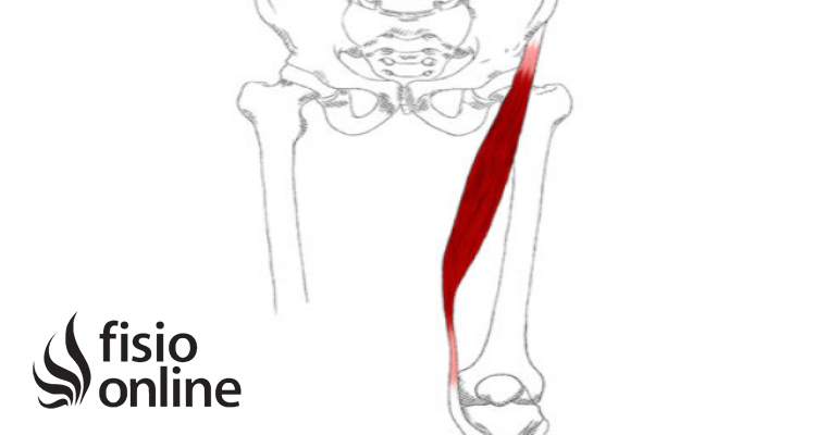 músculo Sartorio