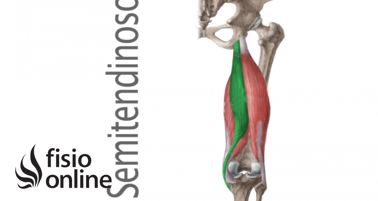 músculo semitendinoso