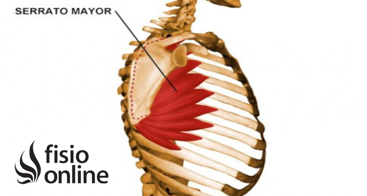 Serrato Anterior