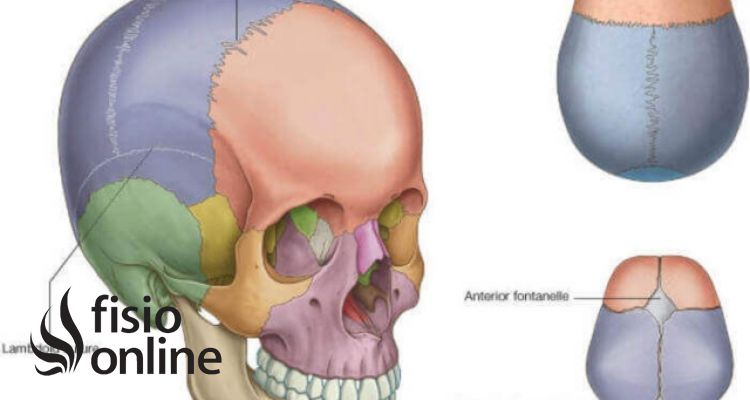 articulación sinartrosis