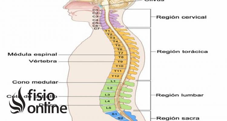 síndrome del cono medular