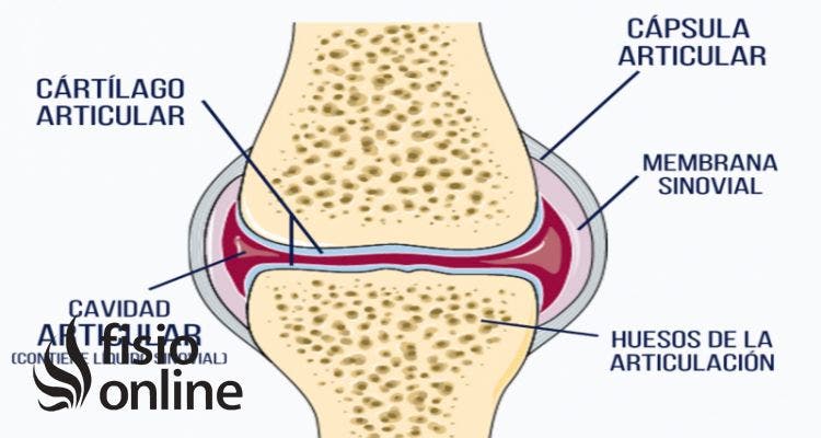 articulación sinovial