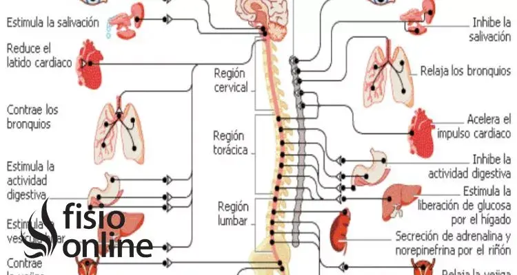 sistema nervioso simpático