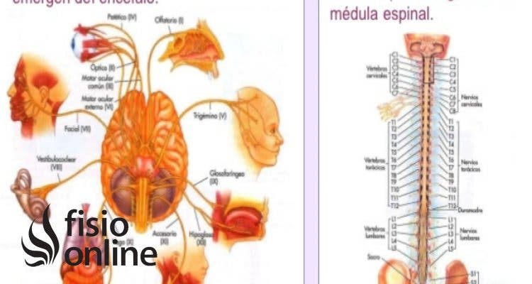 sistema nervioso somático