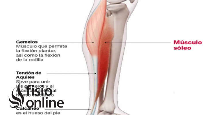 músculo sóleo