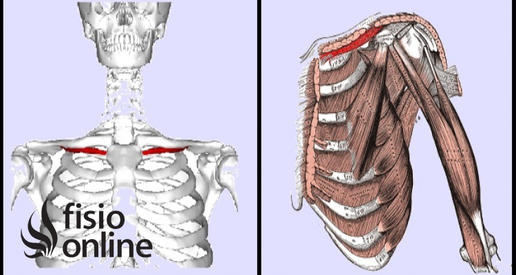 músculo subclavio