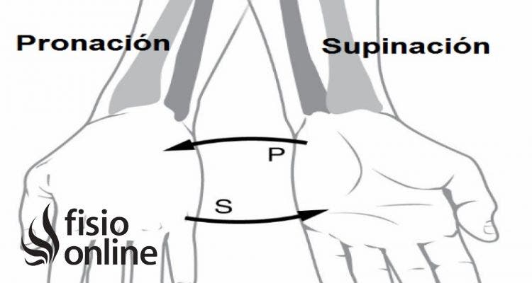 supinación del antebrazo