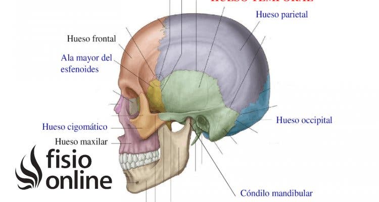 Hueso temporal