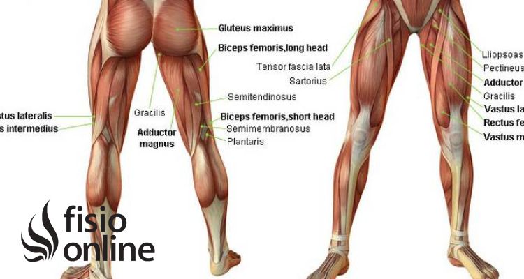 Tendinitis del biceps femoral