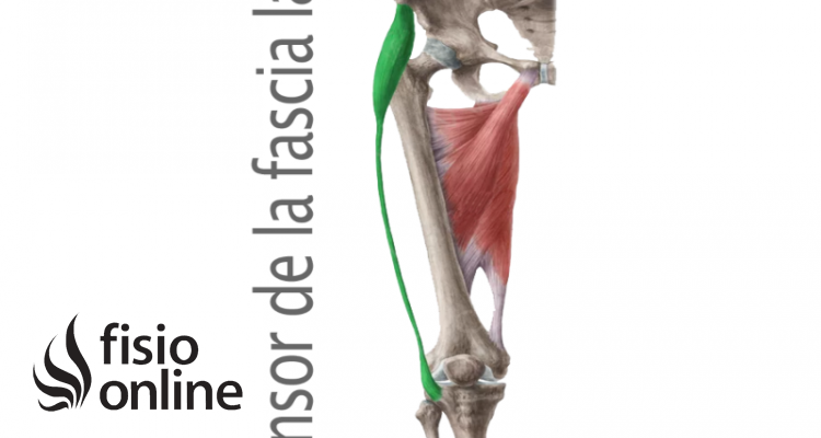 Tensor de la fascia lata