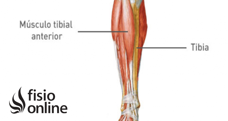 músculo tibial anterior