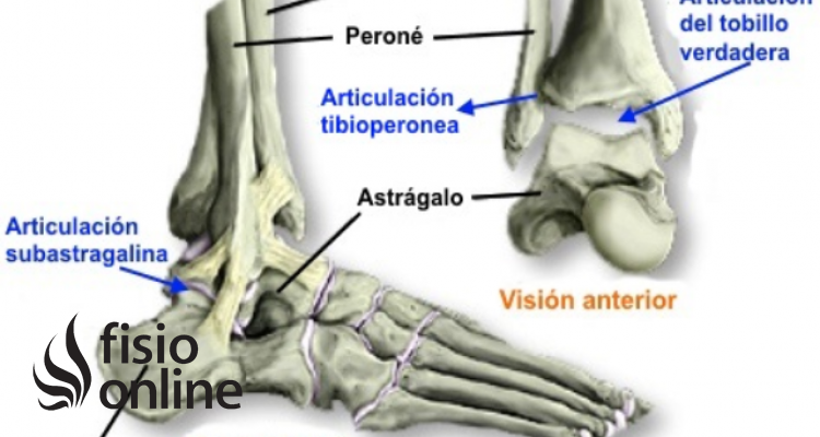 Articulación tibioperoneoastragalina