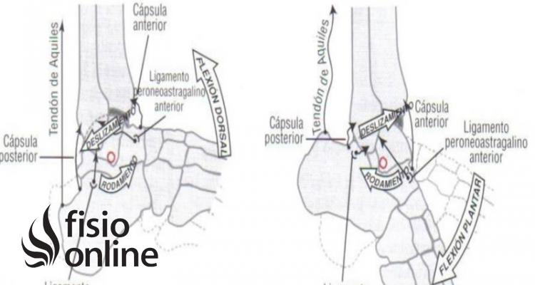 Articulación tibiotarsiana