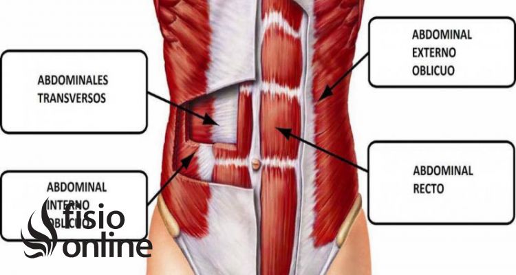 Músculo transverso del abdomen