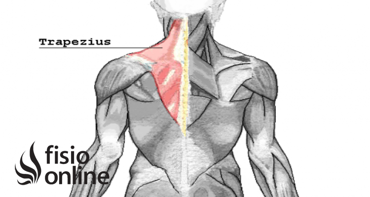 Músculo trapecio