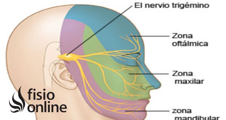 nervio trigemino