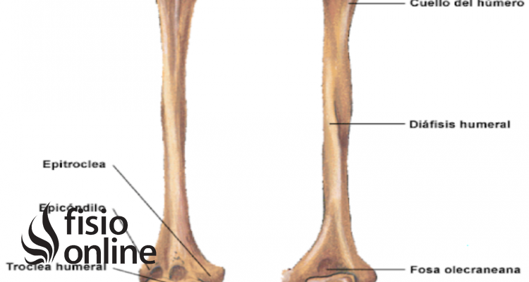 Tuberosidad menor o troquín