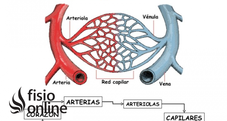 Drenaje sales linfatico corazon