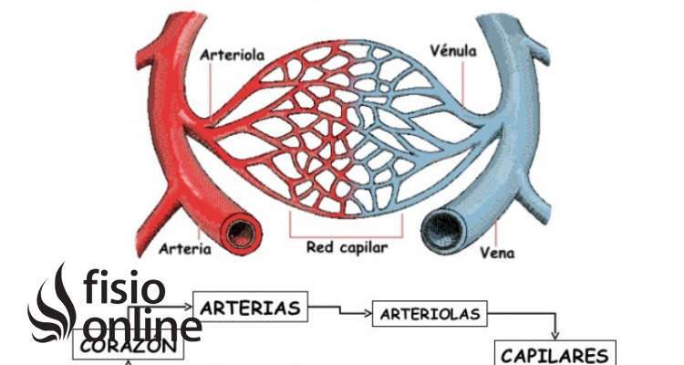 vascularización