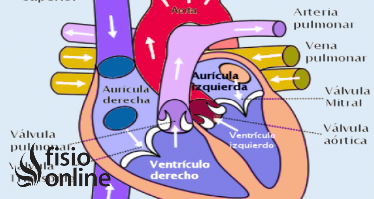 ventrículo cardíaco