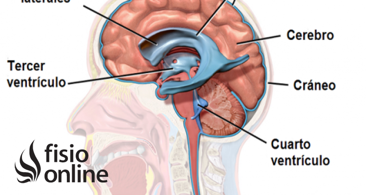 ventrículos cerebrales