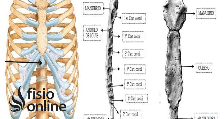 Apófisis xifoides