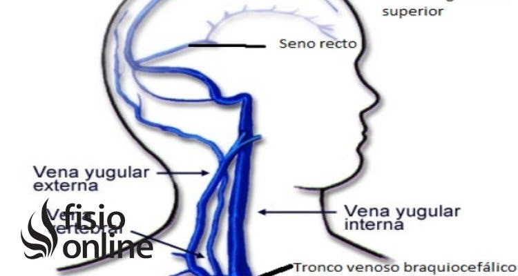 yugular interna y externa