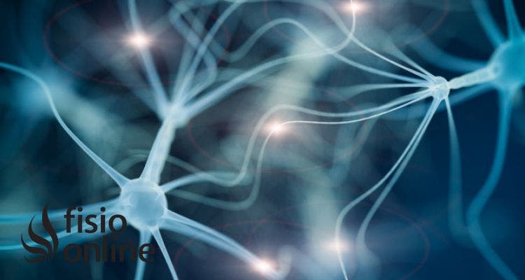 Sistema endocrino: qué es, cual es su función y sus glándulas