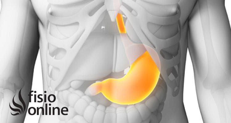 ¿Cómo repercute la disfunción de estómago sobre el sistema Músculo-esquelético?