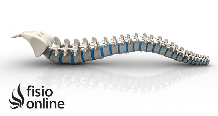 Estructura y funciones de la columna vertebral | FisioOnline