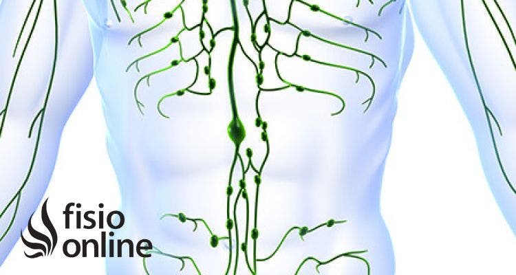 El linfático. Para que sirve y cómo funciona | FisioOnline