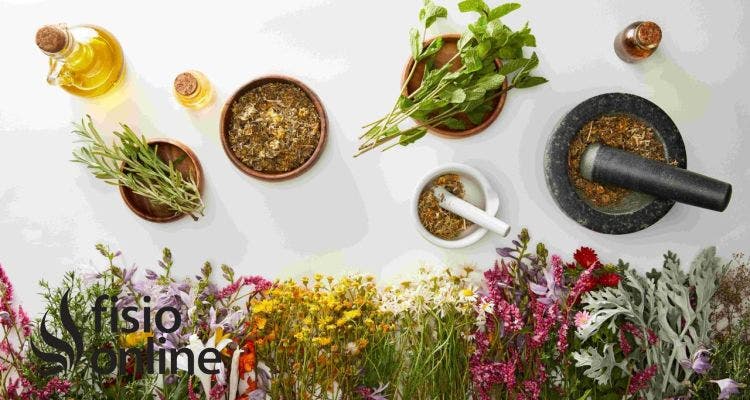 Fitoterapia en el Tratamiento del Dolor Musculoesquelético: ¿Qué Plantas Medicinales Ayudan?