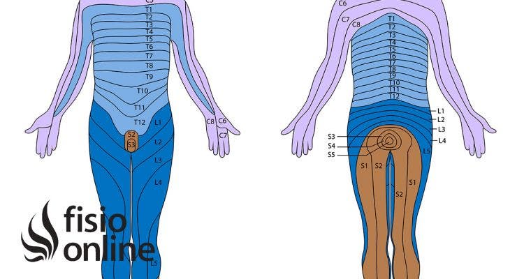 ¿Qué es la Dermo-Neuro-Modulación y cuáles son sus beneficios?