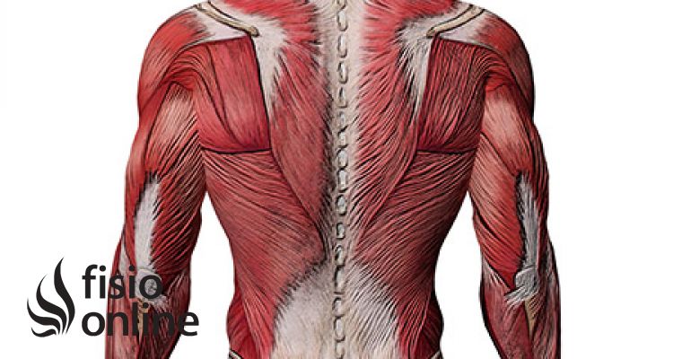 ¿Por qué los músculos se llaman así?