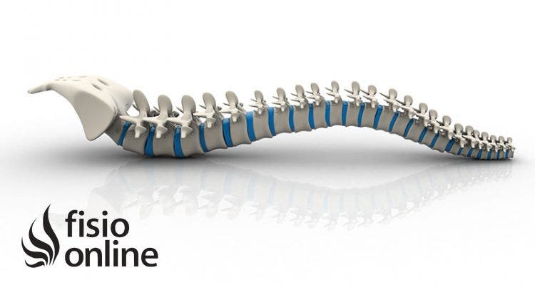 Estructura y funciones de la columna vertebral