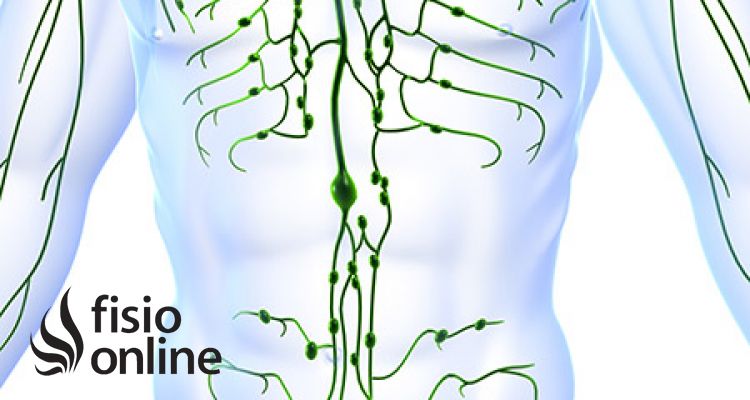 El sistema linfático. Para que sirve y cómo funciona