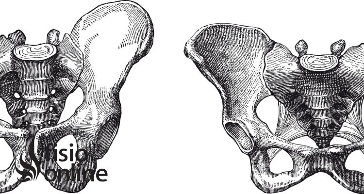 Anatomía de la pelvis femenina y masculina. Suelo pélvico y diferencias entre ambos