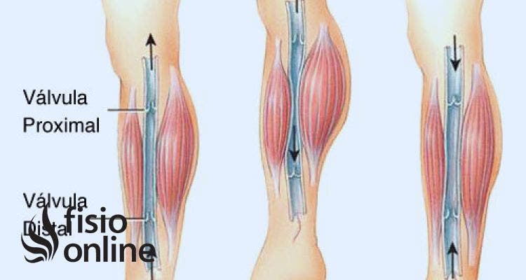 Relación entre el sistema circulatorio y la fragilidad muscular: claves para prevenir lesiones en el gemelo