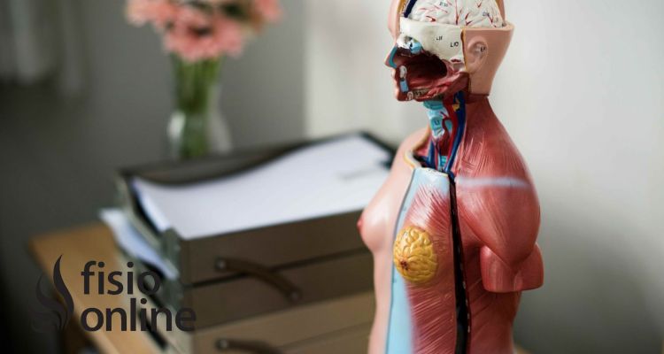 La Importancia de la Visión Global del Sistema Musculoesquelético