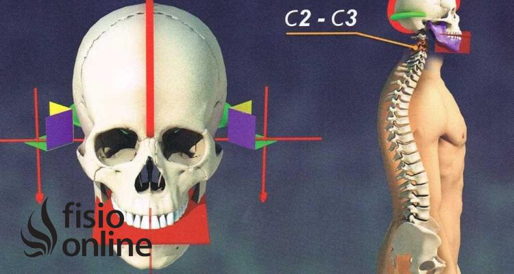 Equilibrio craneal y equilibrio dental