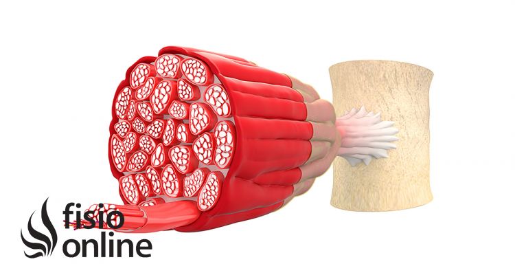 ¿De qué está formado el músculo?