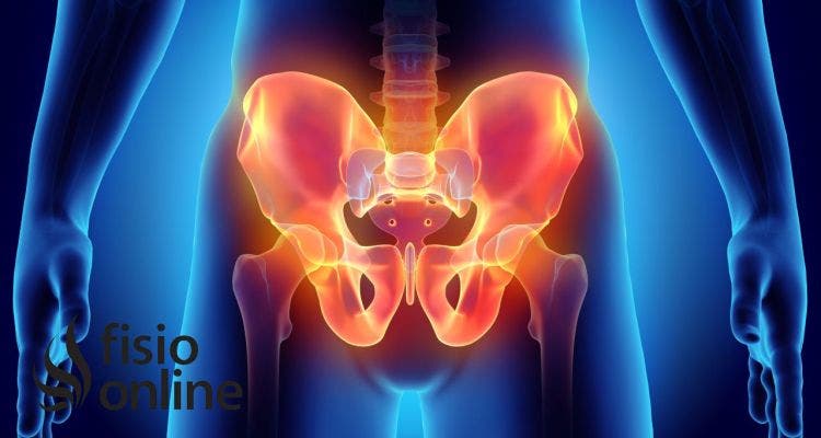 6 Curiosidades que no sabías sobre la pelvis, su anatomía y su funcionamiento