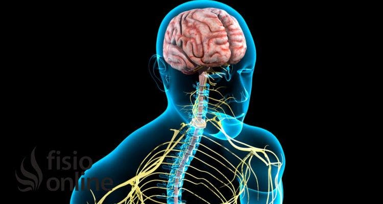 8 Curiosidades que no sabías sobre el sistema nervioso