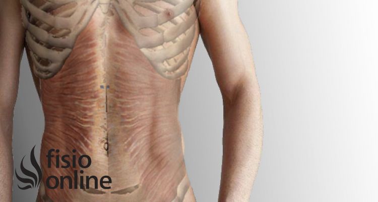 Músculo transverso del abdomen