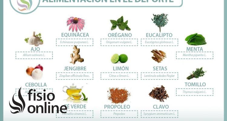 Plantas medicinales y antibióticos naturales