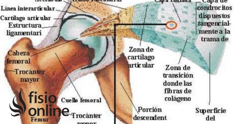 La artritis y la artrosis se refieren a la inflamación y degeneración de la articulación y el cartílago articular pero ¿qué es este cartílago?