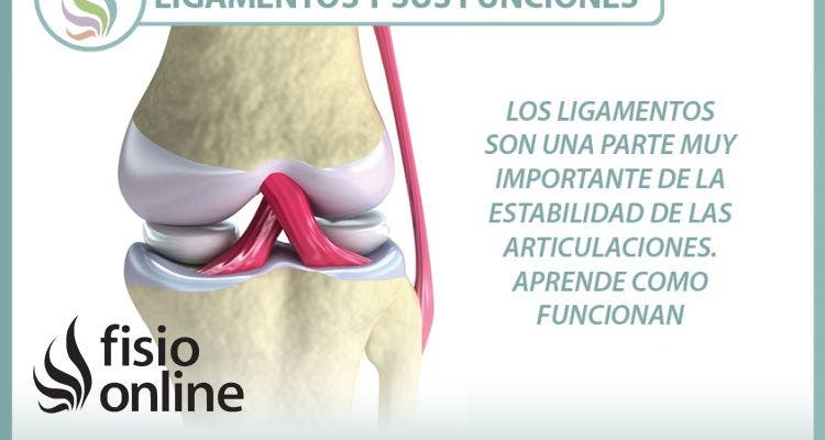 Los ligamentos son una parte muy importante de la estabilidad de las articulaciones. Aprende como funcionan