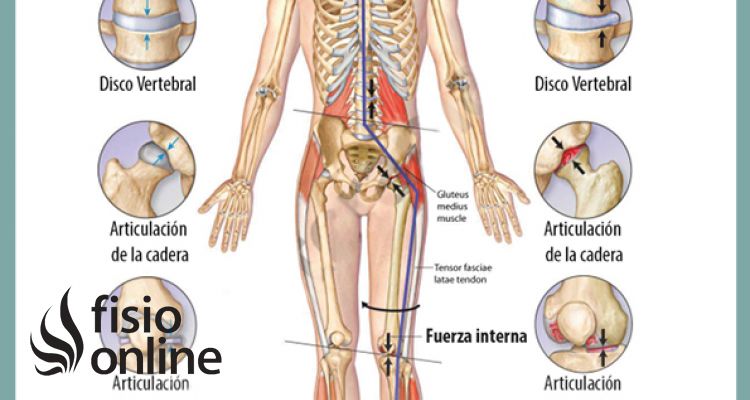 Los efectos de la gravedad sobre nuestro cuerpo y las articulaciones Los efectos de la gravedad sobre nuestro cuerpo y las articulaciones